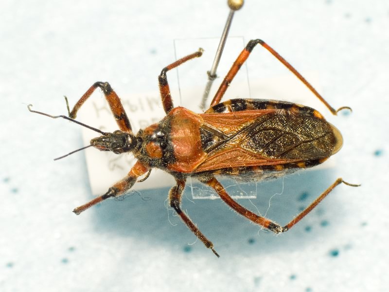 Rhynocoris iracundus (Poda, 1761)